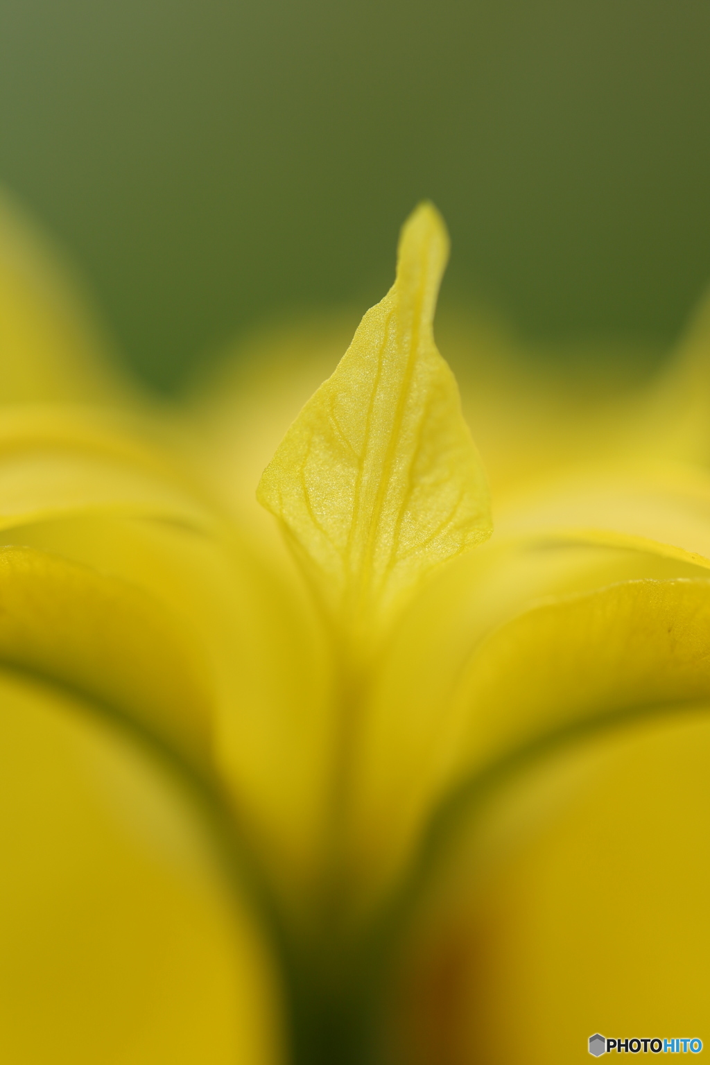 黄菖蒲