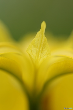黄菖蒲
