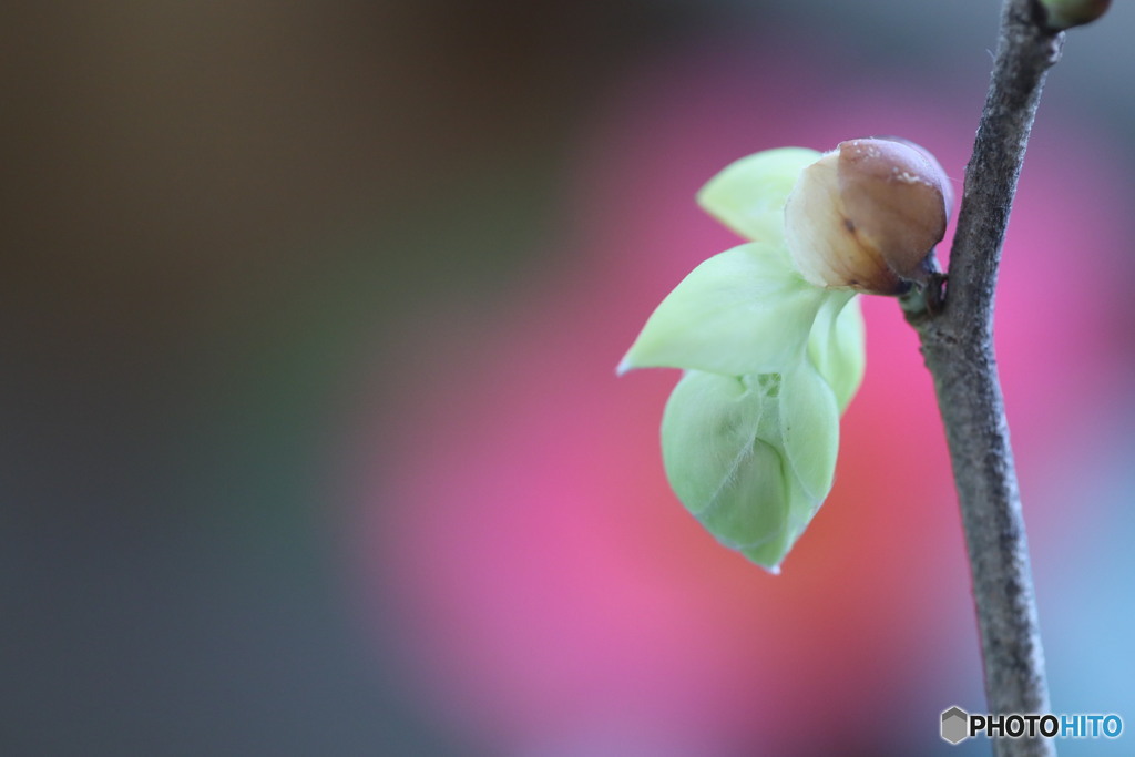 日向水木の蕾