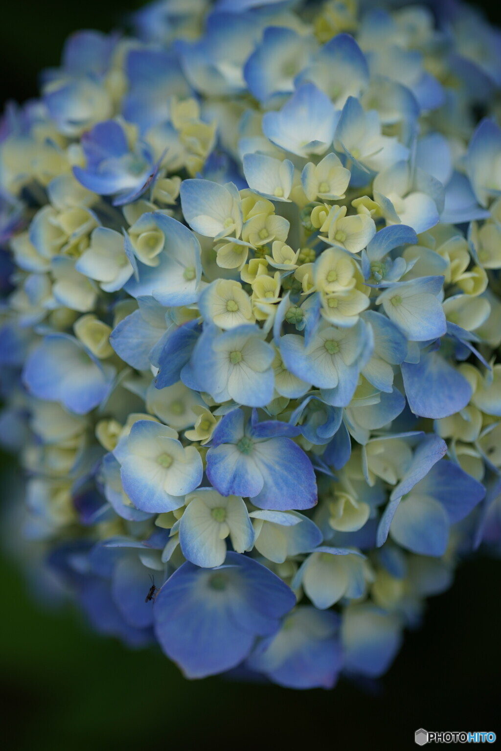 紫陽花