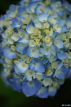 紫陽花