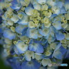 紫陽花