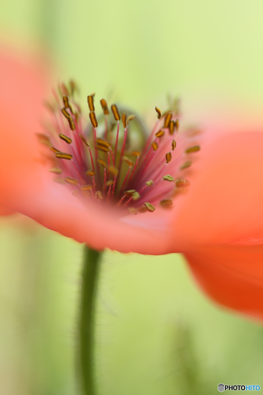 ポピー花芯