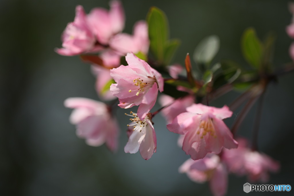 花海棠