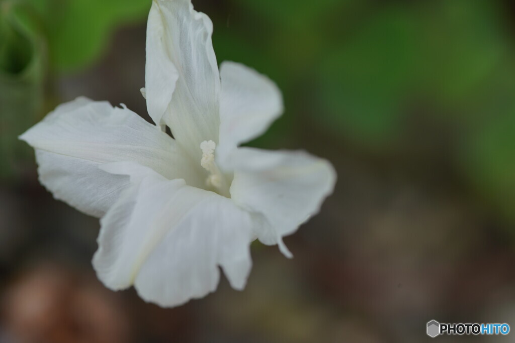 朝顔