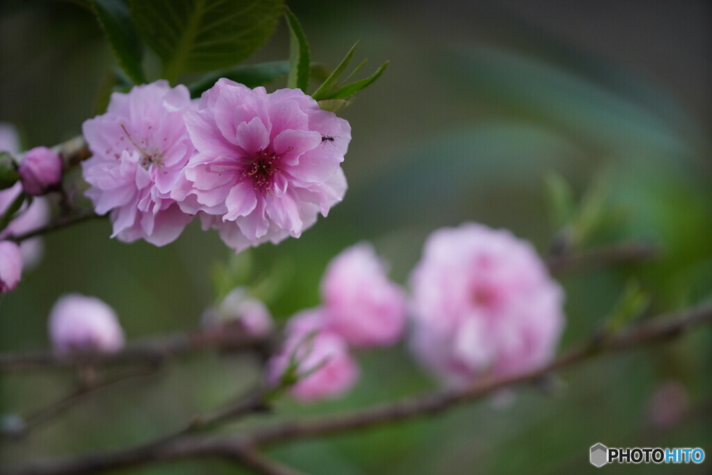 花桃