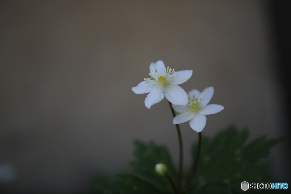 二輪草