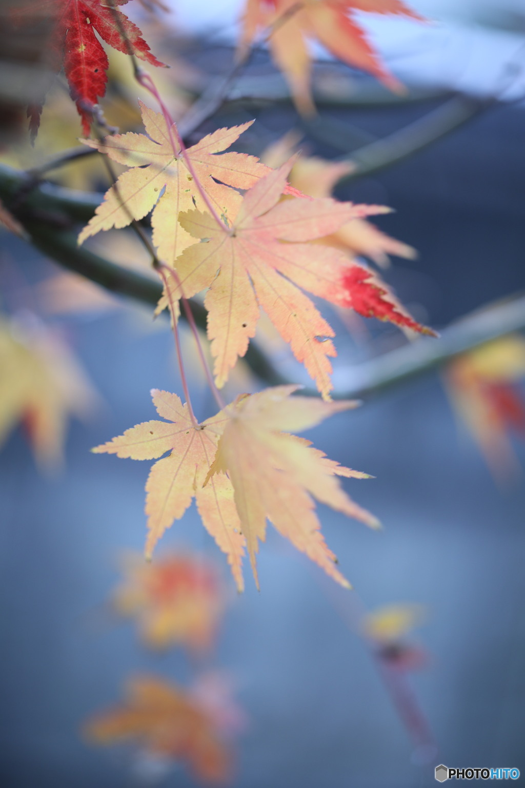 紅葉