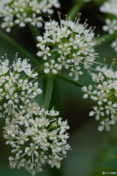 セリの花