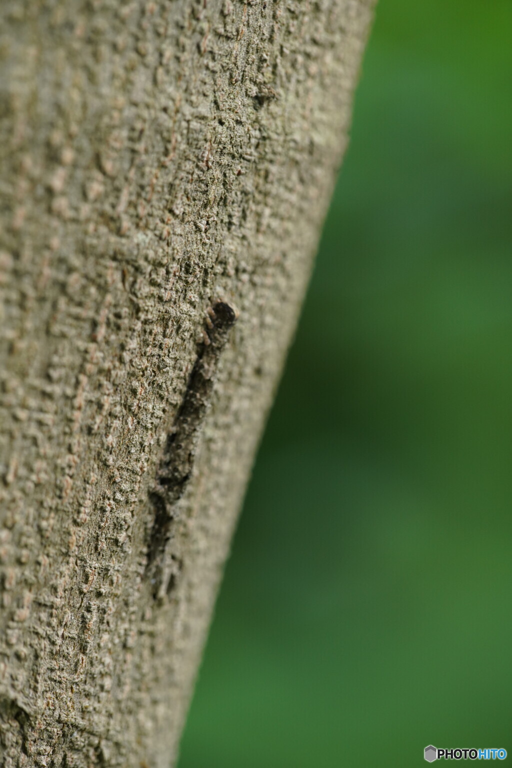 合歓の木のシャクトリ虫