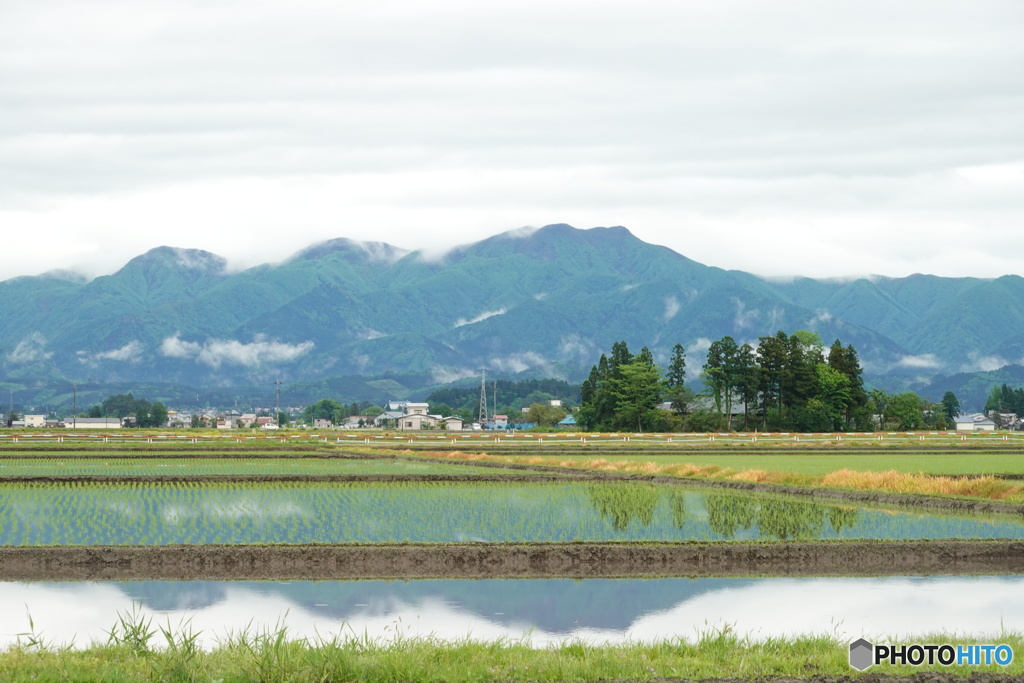 田植最盛期