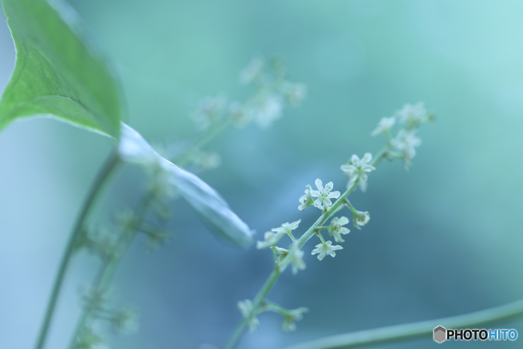 長芋の花っこ