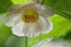 写しにくい美花