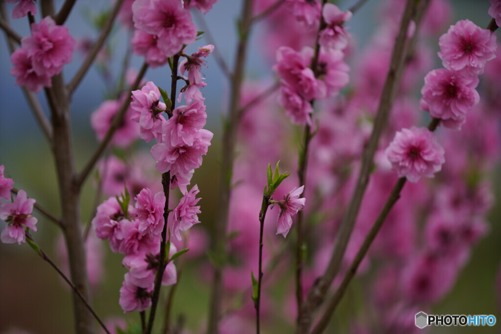 花桃