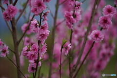 花桃