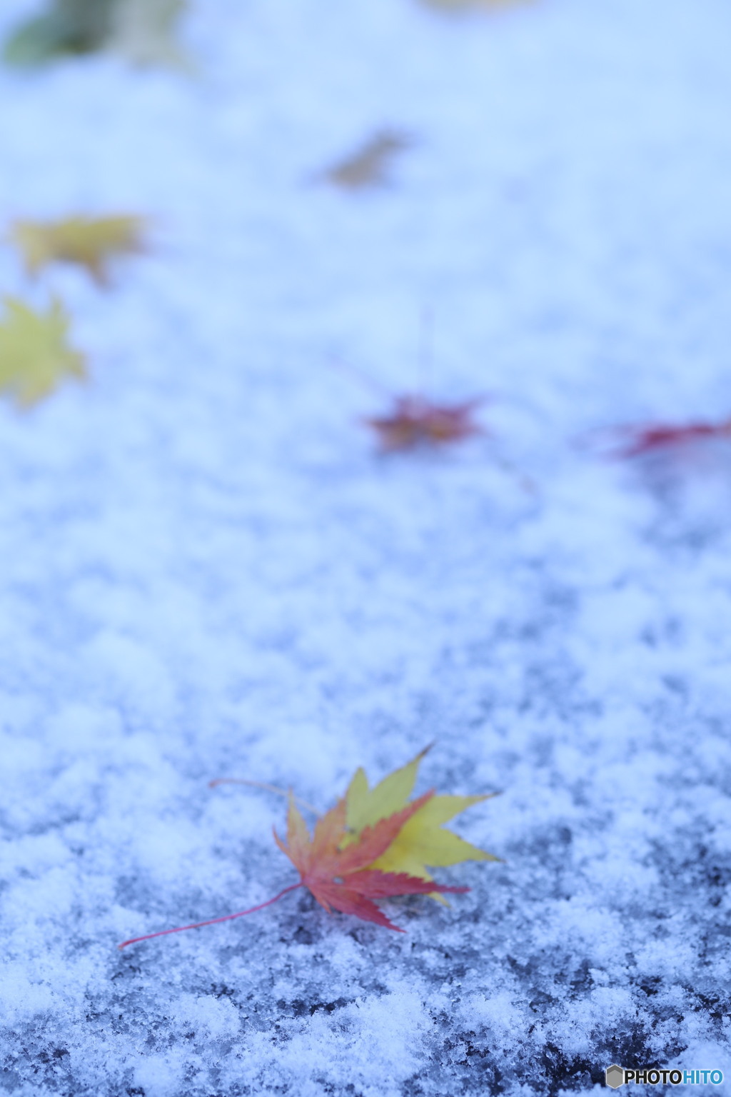 雪に落葉