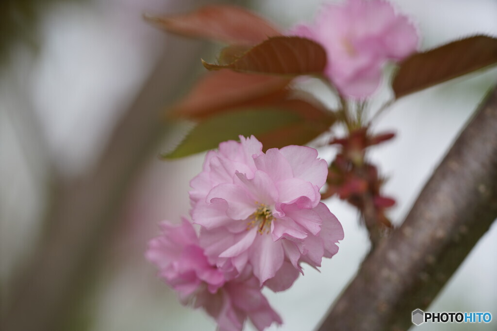 八重桜；楊貴妃