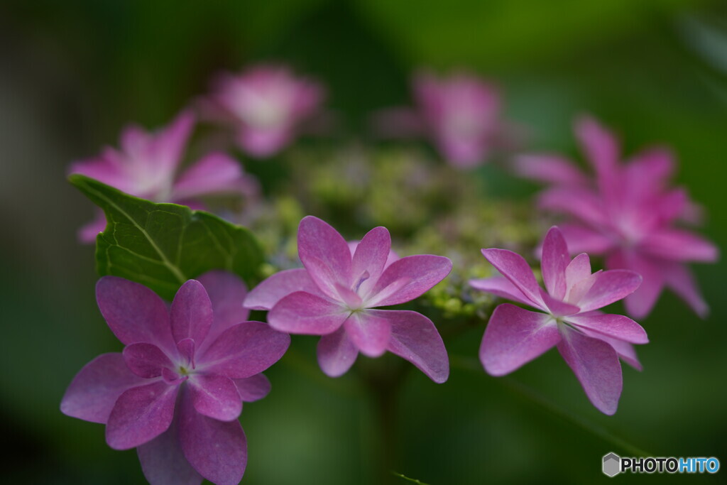 紫陽花；パレード