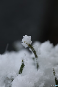 何の芽？