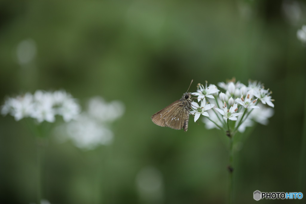 ニラの花にセセリチョウ