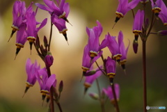 むらさきの花