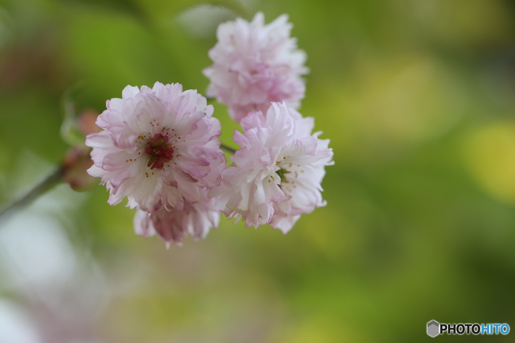 菊桜