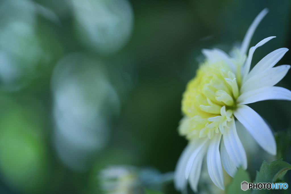 初冬の菊