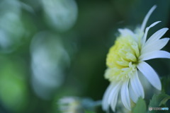 初冬の菊