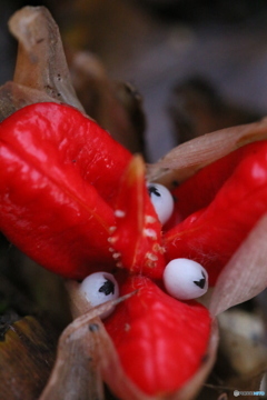 ミョウガの赤い花２
