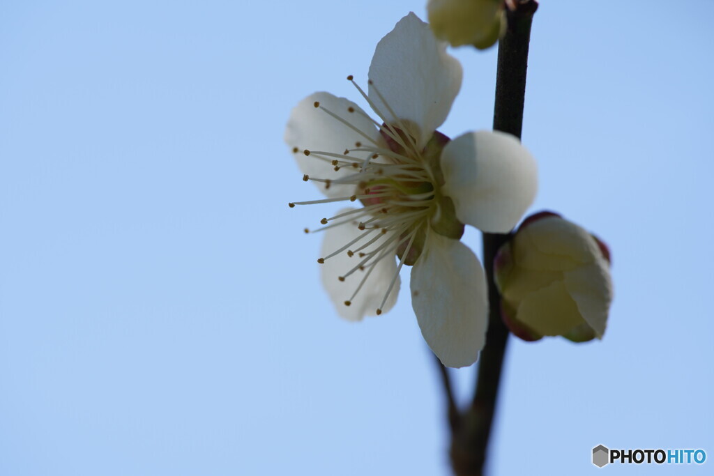 梅の花