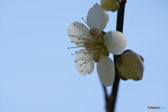 梅の花