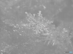 さまざまな形 雪の結晶