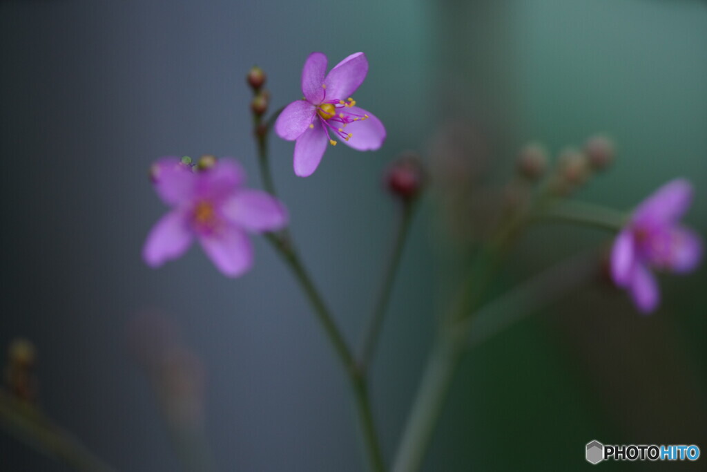 三時草
