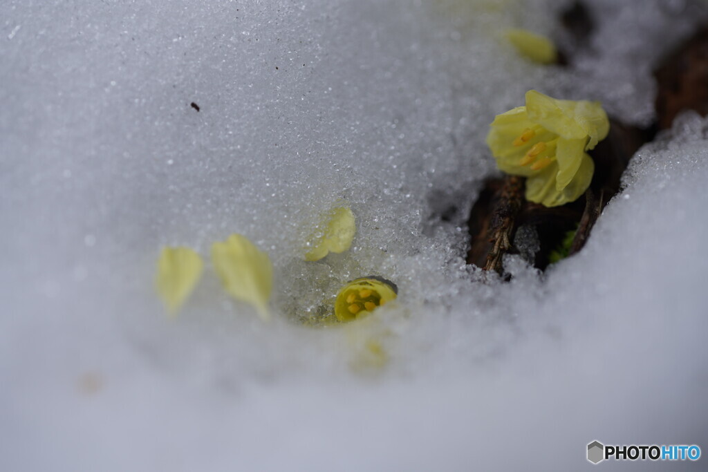 春の雪