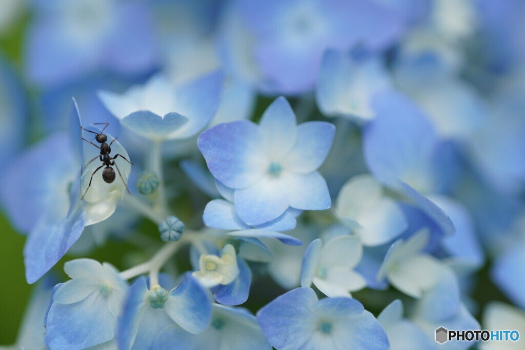紫陽花