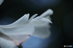 シャクヤクの花びら