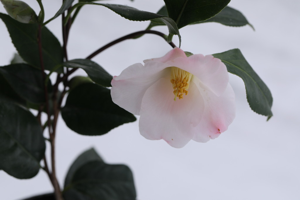 鉢植え椿；以津の夢
