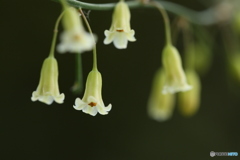 アスパラの花