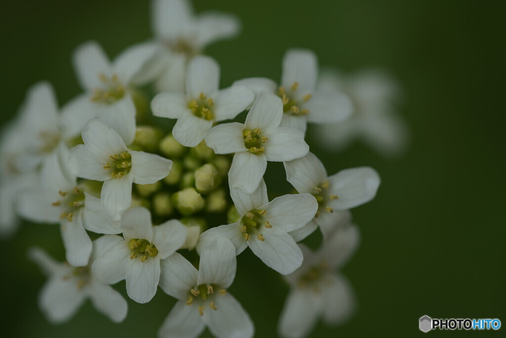 ワサビの花