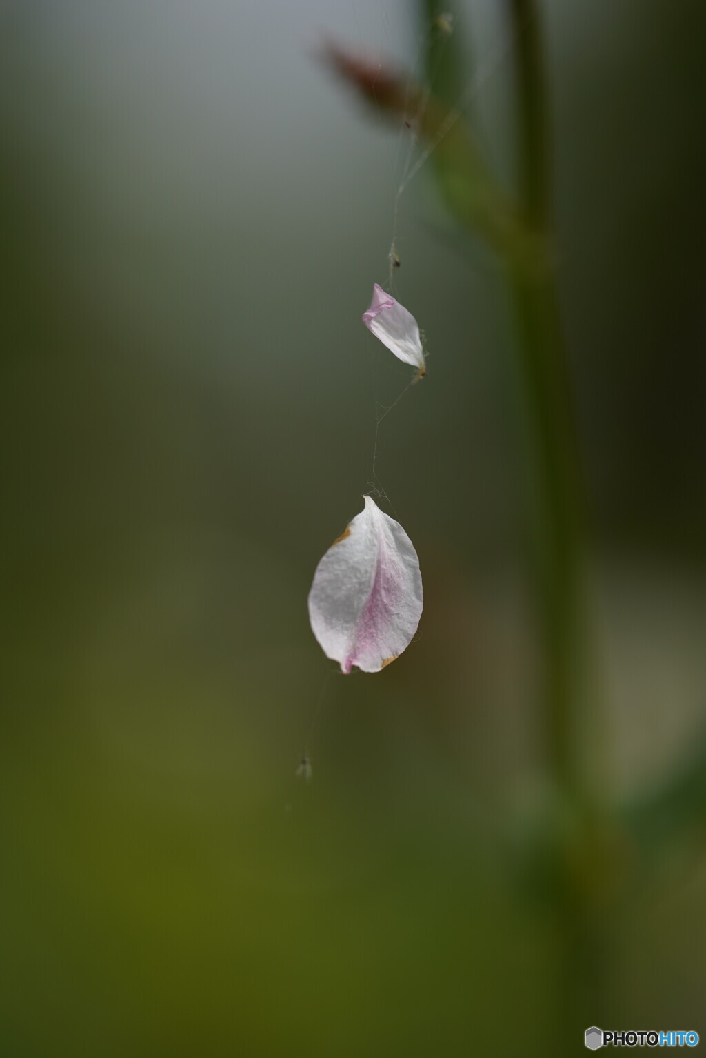 花散る