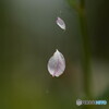 花散る