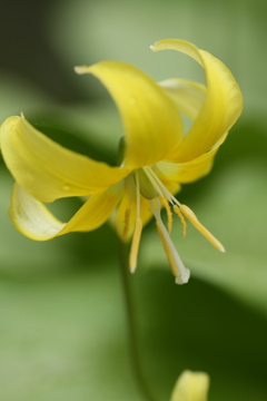 黄花カタクリ