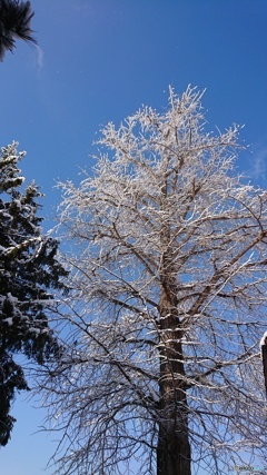 着雪の銀杏の木