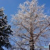 着雪の銀杏の木