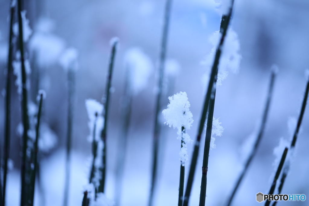 雪催