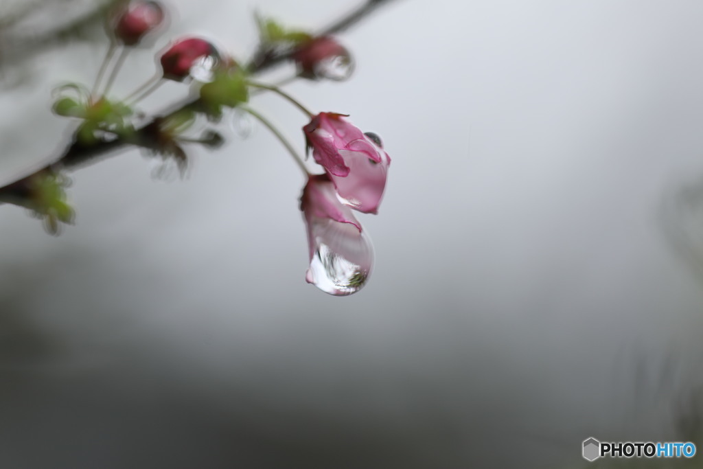 花海棠