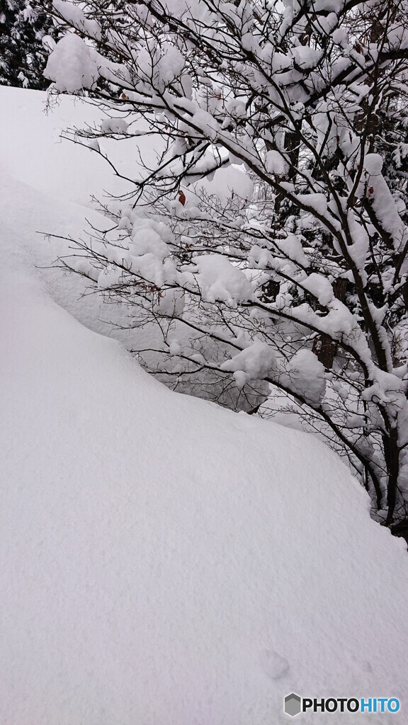 雪おろし開始