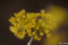 山茱萸；サンシュユ