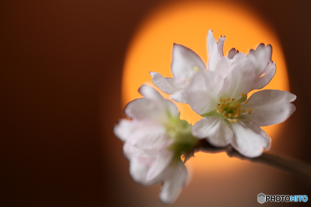室咲きの桜