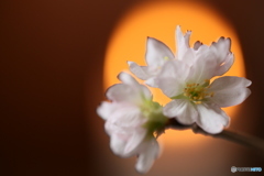 室咲きの桜